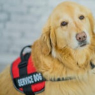 Service dog wearing a vest